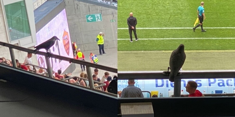 Kaiserslautern, troppo guano allo stadio: vengono montati uccelli finti contro i piccioni 1 Kaiserslautern, troppo guano allo stadio: vengono montati uccelli finti contro i piccioni