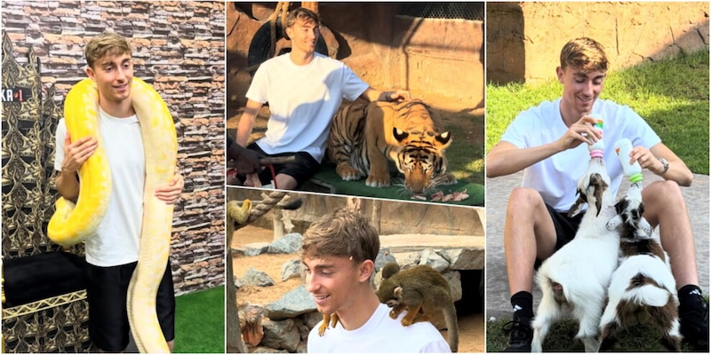 Leoni, tigri, serpenti e coccodrilli: benvenuti al Natale di Huijsen&nbsp;